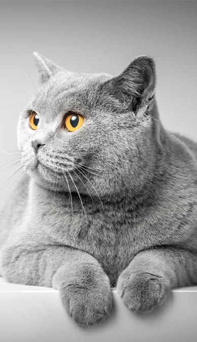 Portrait of a cat.