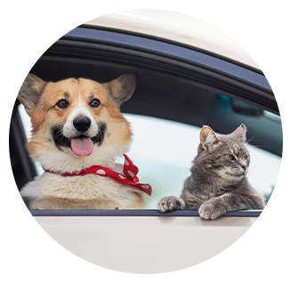 Portrait of a dog and a cat looking out at the car window.