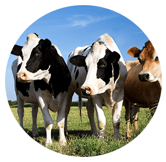 Group of cows in a field