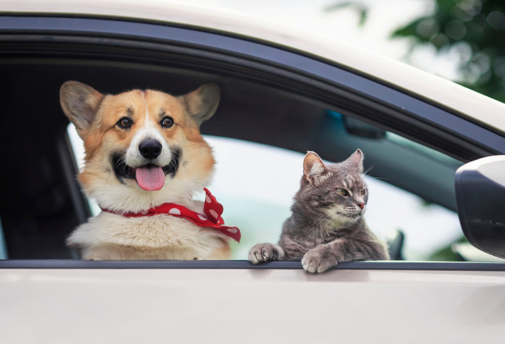 Corgi dog puppy and a cute tabby cat leaned out of a car window.