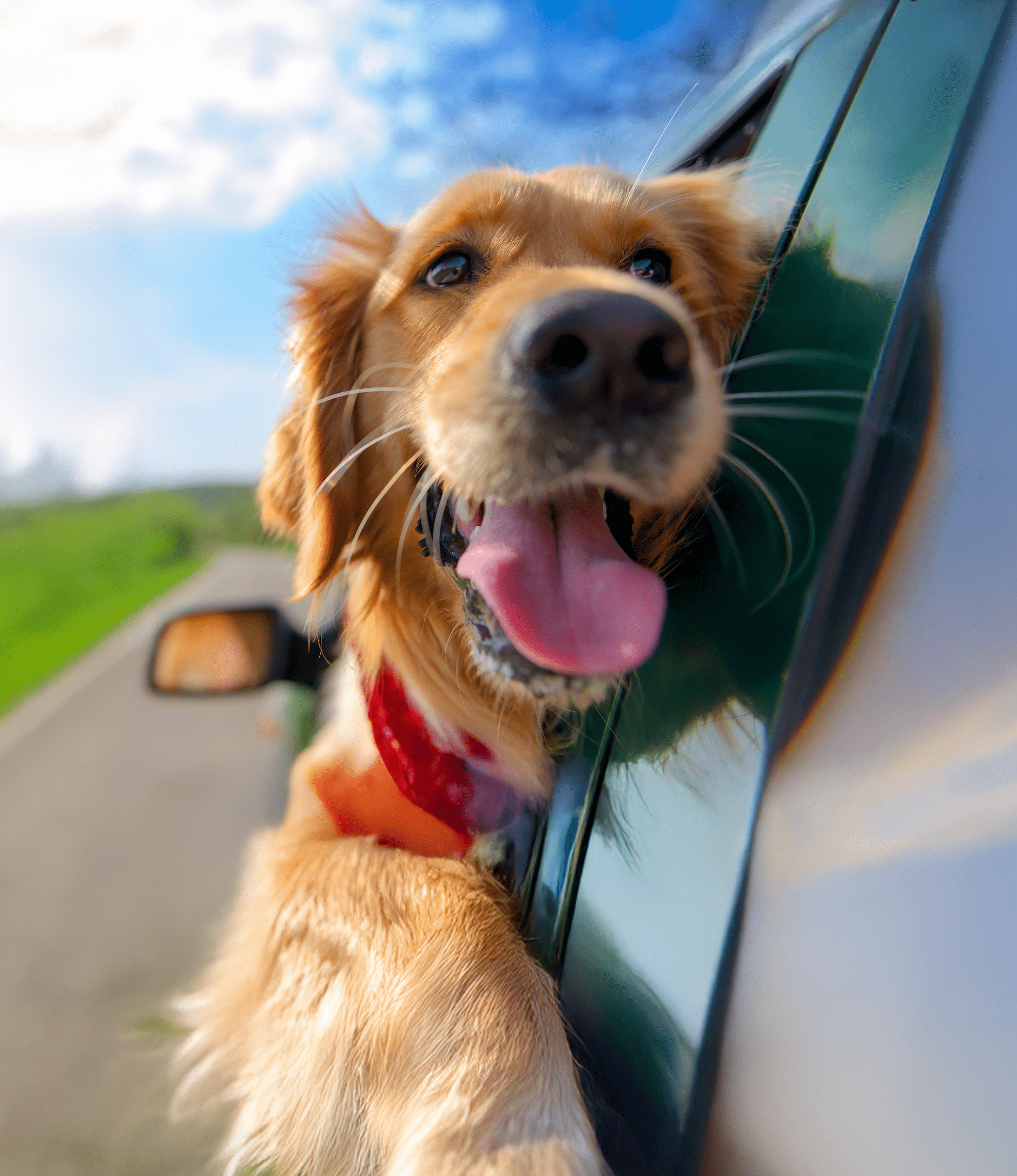 Golden Retriever Looking Out Of Car Window
