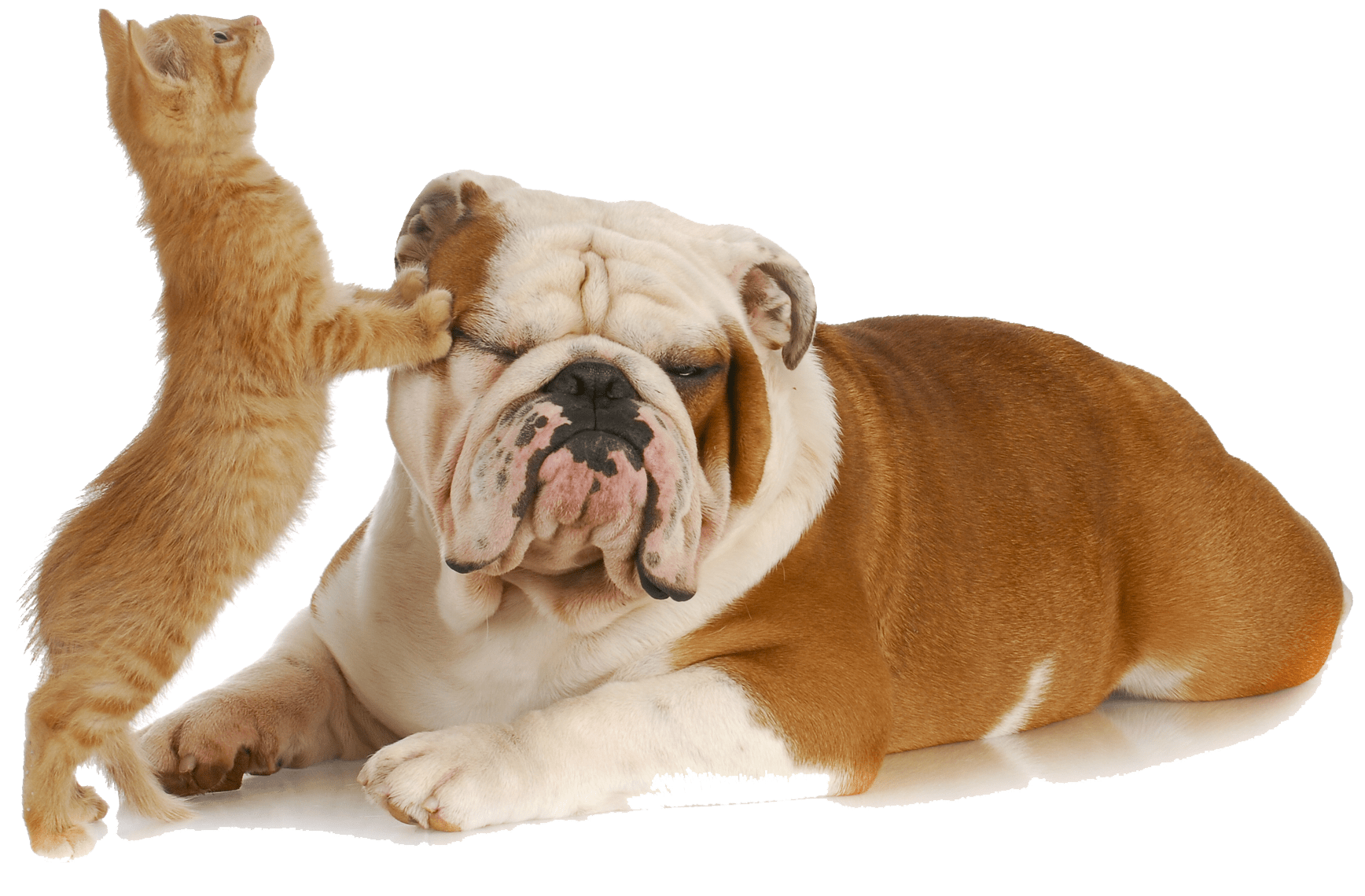 Portrait of a dog and a cat.